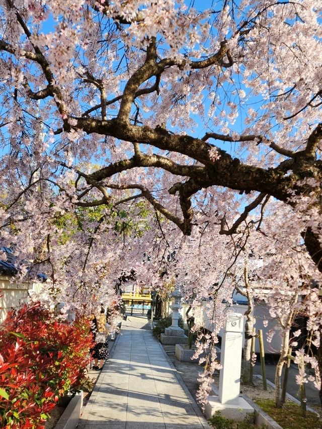 【山口グルメ】本圀寺・クリフレ山口