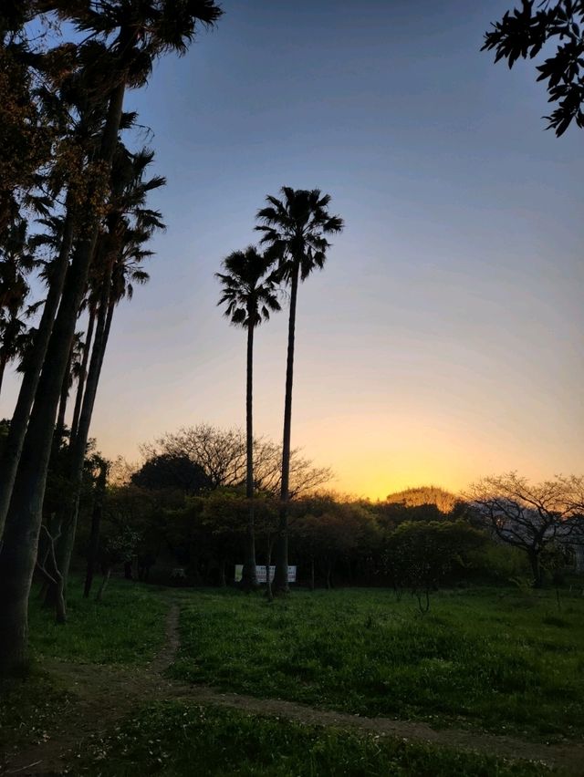 벚꽃과 노을 사이, 제주 신산공원에서 잠시 멈춘 시간🌸🌅