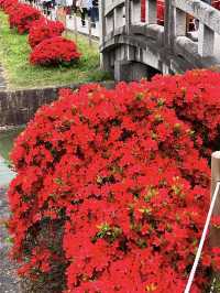 Azaleas in Full Bloom at Nagaoka Tenmangu Shrine