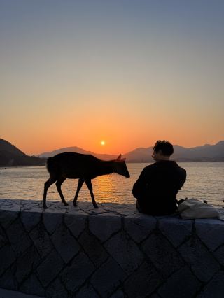 Hiroshima｜The Deer of Miyajima: Indigenous Swimmers Strictly Prohibited from Feeding