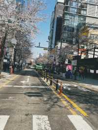 April Blooming in Seoul and in Soul🌸🌸