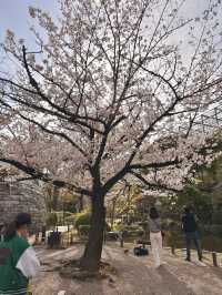 Spring Stroll in Yokoamicho Park🌼