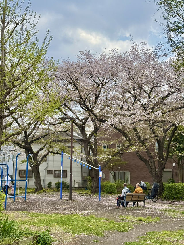 Chill Spring Vibes at Higashiazuma Park🌸
