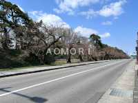 【青森県】4月上旬桜、、、咲く前