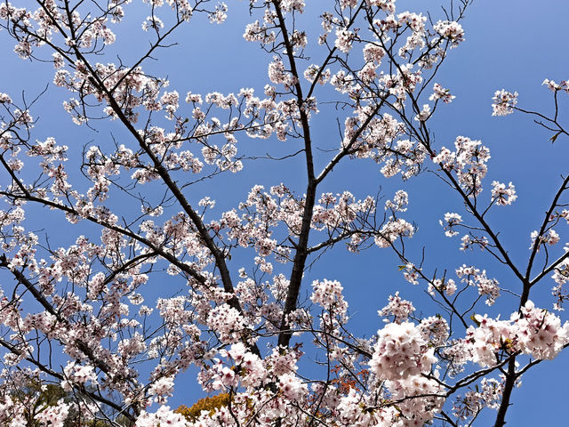 Sumaura Park มีUnseen เส้นทางวิ่งเทรลที่สวยงาม