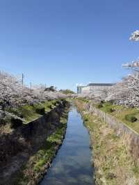 Beautiful cherry blossom @ Nagoya’s Four Seasons Road