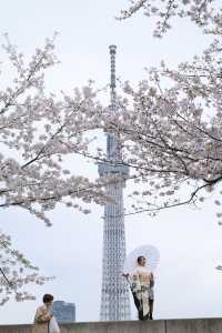 🌸✨ A Spring Day Among Cherry Blossoms at Sumida Park ✨🌸