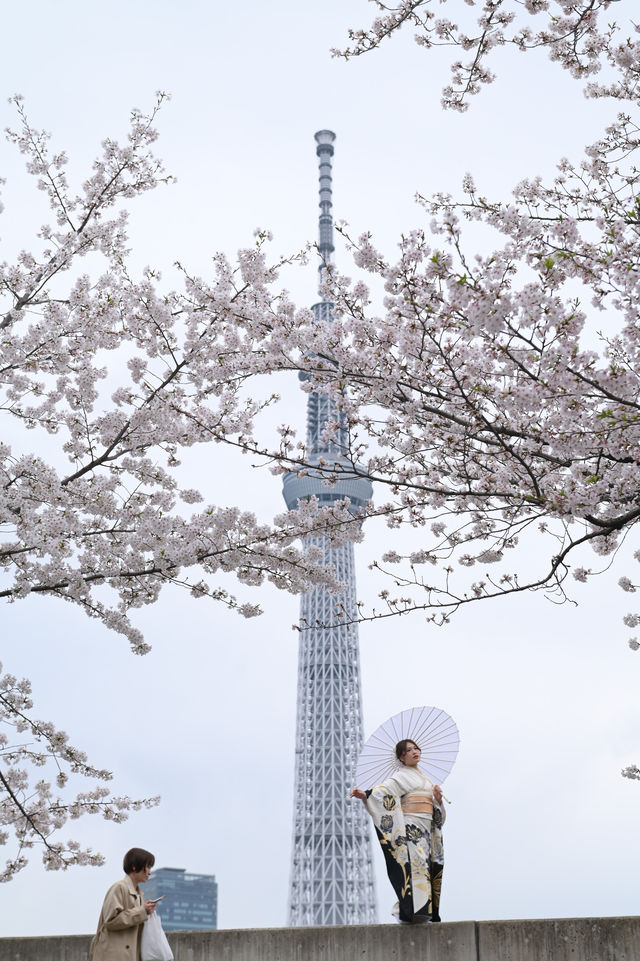 🌸✨ A Spring Day Among Cherry Blossoms at Sumida Park ✨🌸