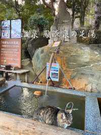 看板猫🐈がいる！？湯谷温泉の無料の足湯♨️