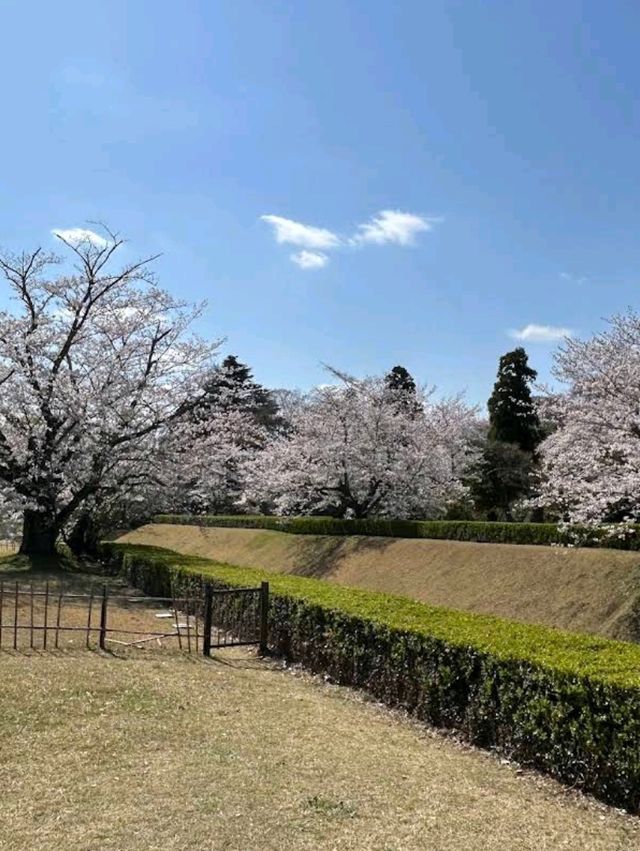 Sakura Castle Park, Chiba