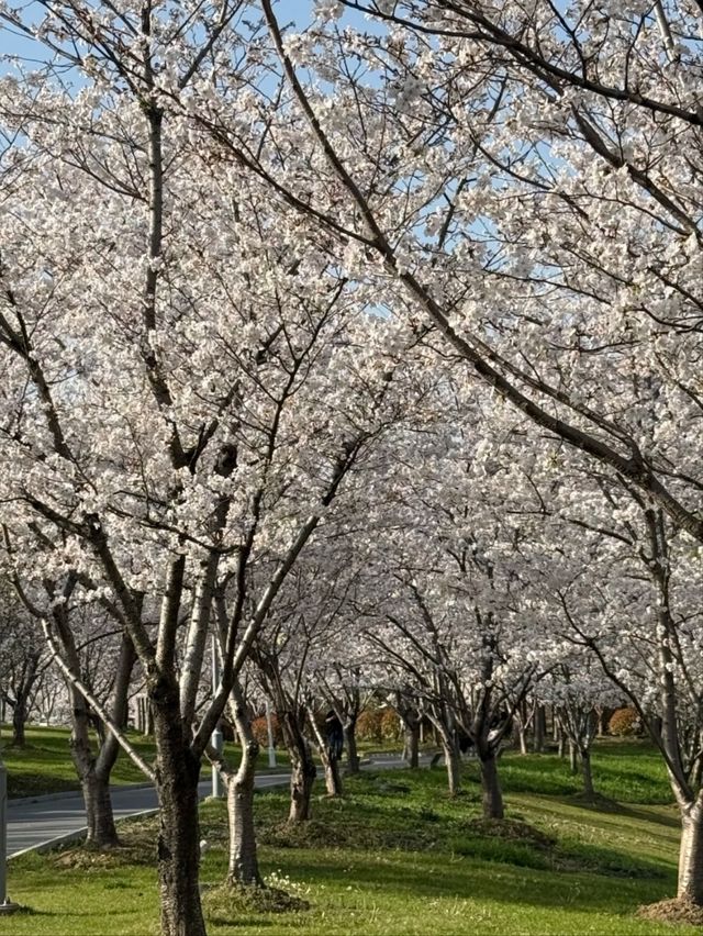 Suzhou Tiger Hill Wetland Park Cherry Blossoms – A Lakeside Floral Retreat