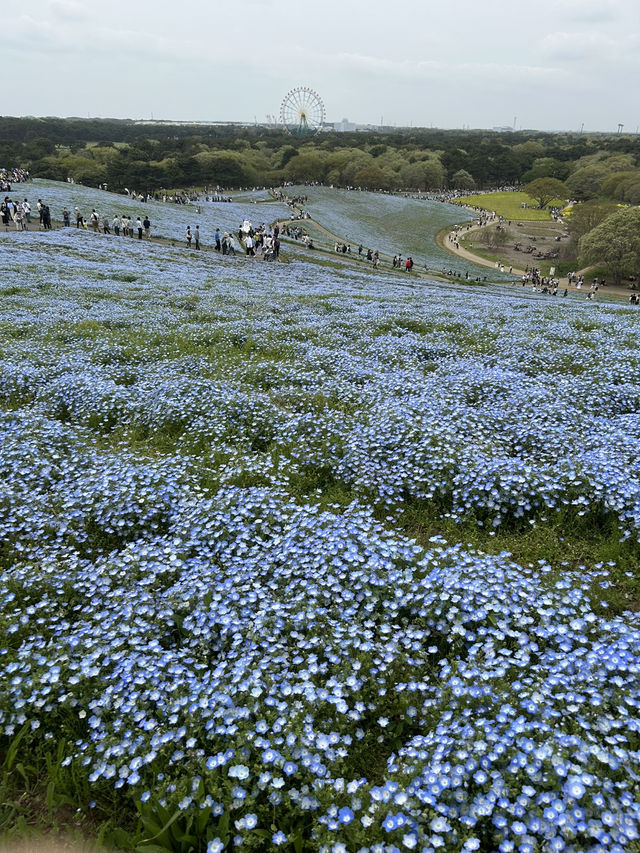 青一面のネモフィラの世界