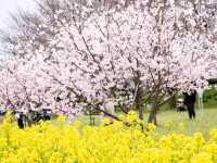 【埼玉県】桜と菜の花のコラボレーションを見るなら権現堂！