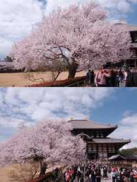 Nara | Stunning Cherry Blossoms at the Millennium-Old Todai-ji Temple! 🌸