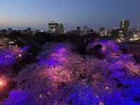 福岡城上視角🌸觀看舞鶴公園的夜櫻燈光秀👏🏻