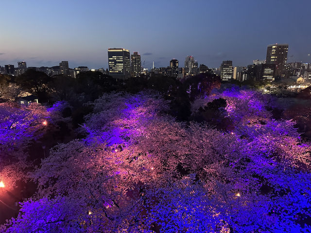 福岡城上視角🌸觀看舞鶴公園的夜櫻燈光秀👏🏻