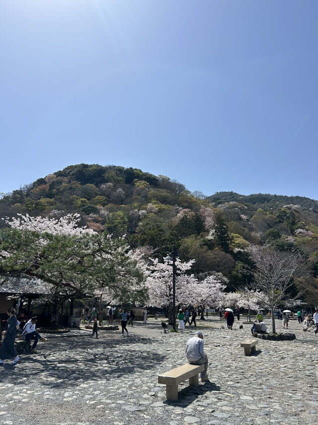 粉紅色的櫻花山！京都嵐山櫻花季ㄧ生必來一次