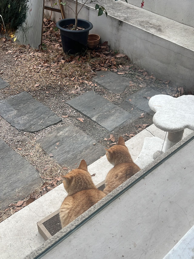경주 숨겨진 한옥감성 카페 다녀오세요