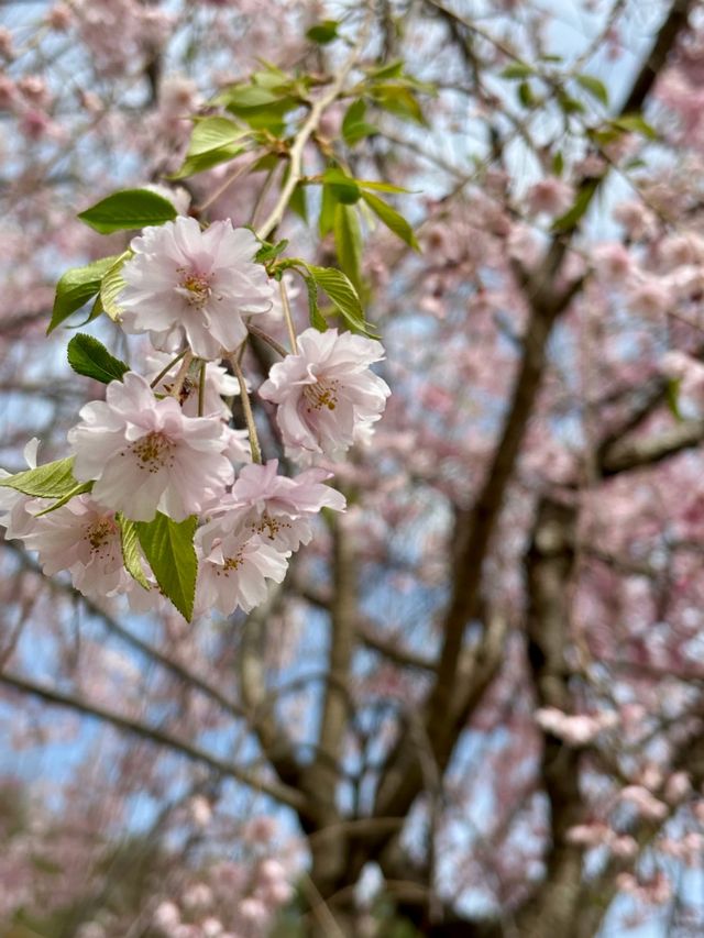 Blossoms Above the Clouds: Cherry Magic at Tenjozan Park