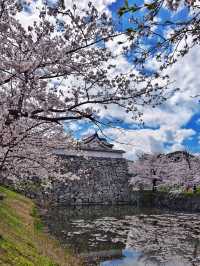 🌸 福岡賞櫻之旅：遇見春天最溫柔的微笑