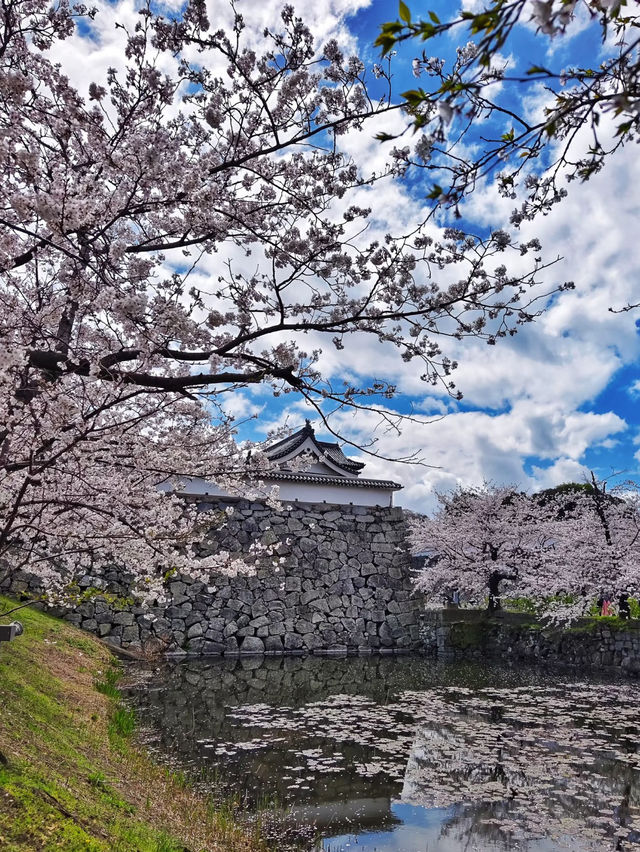🌸 福岡賞櫻之旅：遇見春天最溫柔的微笑
