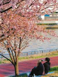 Tokyo Early Cherry Blossoms: Picnic Under the Sakura Trees at Shioiri Park 🌸🍱