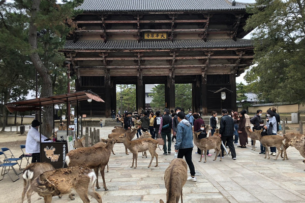🇯🇵【奈良県】奈良公園！鹿がいっぱい(^^) | Trip.com 奈良市
