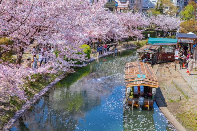 🌸 "Takasegawa River: Kyoto’s Hidden Cherry Blossom Canal You’ve Been Missing" 🌸