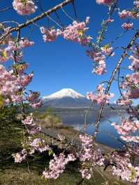 Yamaguchi Lake Sakura | Fuji's Most Photogenic Companion