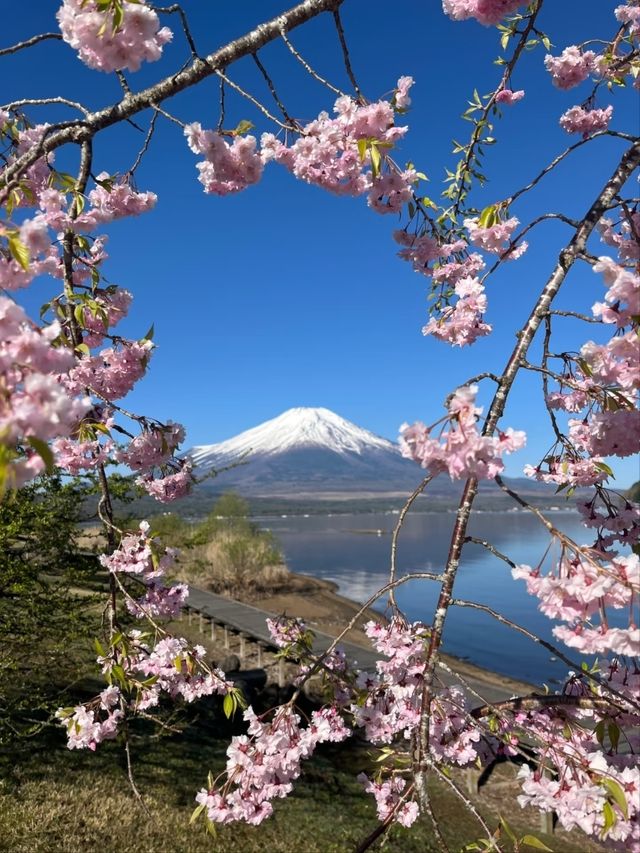 Yamaguchi Lake Sakura | Fuji's Most Photogenic Companion
