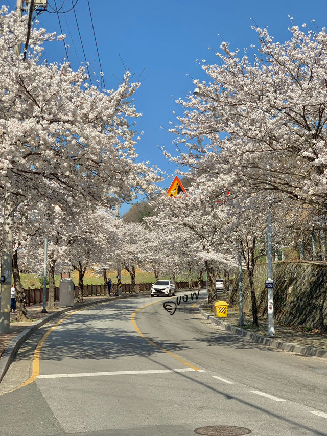 봄이 제일 예쁜 병산저수지테마길❤️