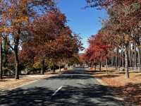 Explore the beauty of Macedon Melbourne during Autumn 