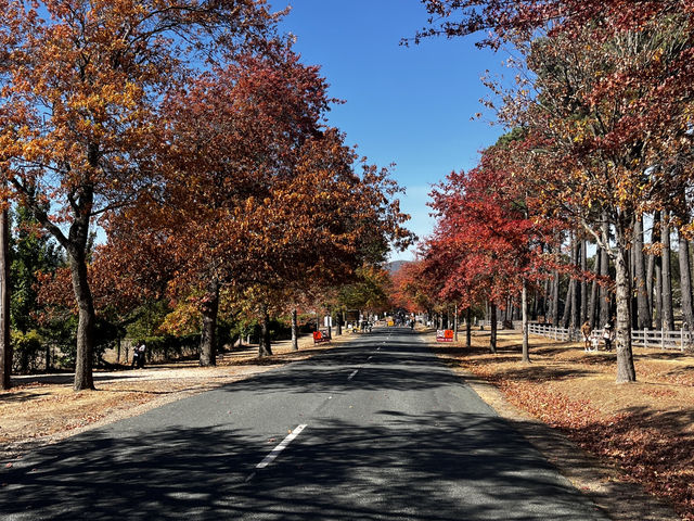 Explore the beauty of Macedon Melbourne during Autumn 