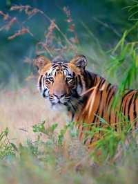 Into the Wild: A Magical Journey through Chitwan National Park