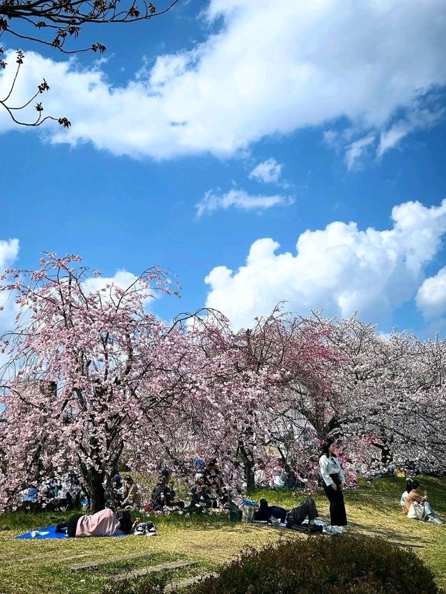 a chill hanami spot