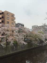 東京｜都營三田線｜藍色軌跡上的東京深情之旅