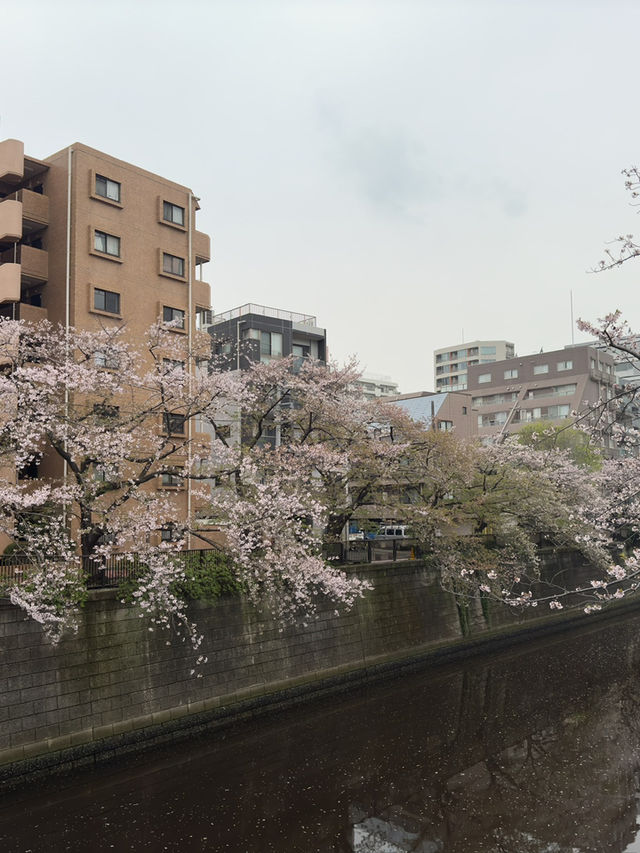 東京｜都營三田線｜藍色軌跡上的東京深情之旅