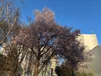 “Whispers of Spring: Sakura Reflections at Hokkaido University” 