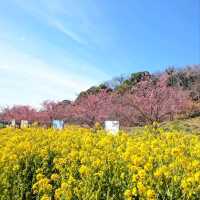 Chill Sakura Spot