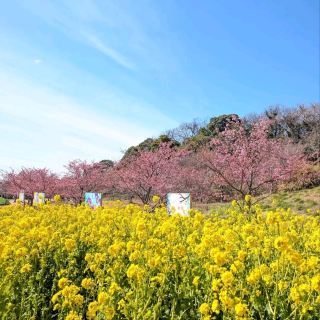 Chill Sakura Spot