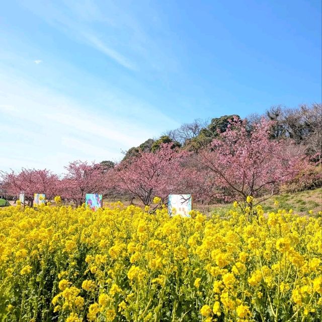 Chill Sakura Spot