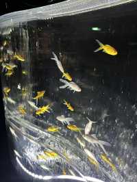 【銀座的夢幻秘境！藝術與水族的奇幻融合體驗🐠✨】