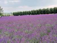 🌼 **Lavender Paradise: A Day Trip to Farm Tomita in Furano!** 🌿