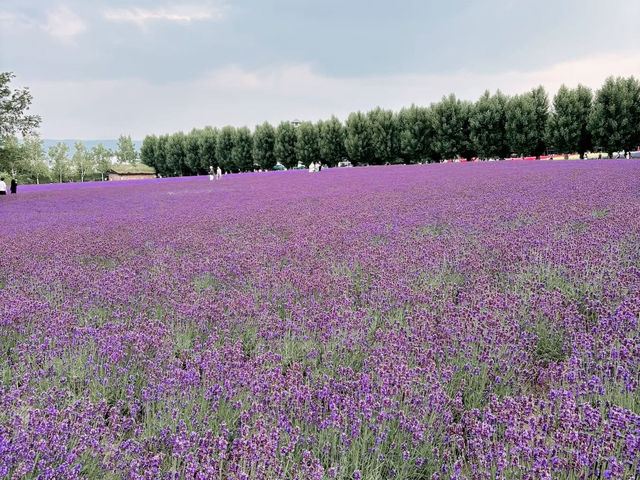 🌼 **Lavender Paradise: A Day Trip to Farm Tomita in Furano!** 🌿