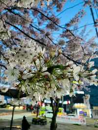 Ulsan in Bloom: A Coastal Cherry Blossom Escape