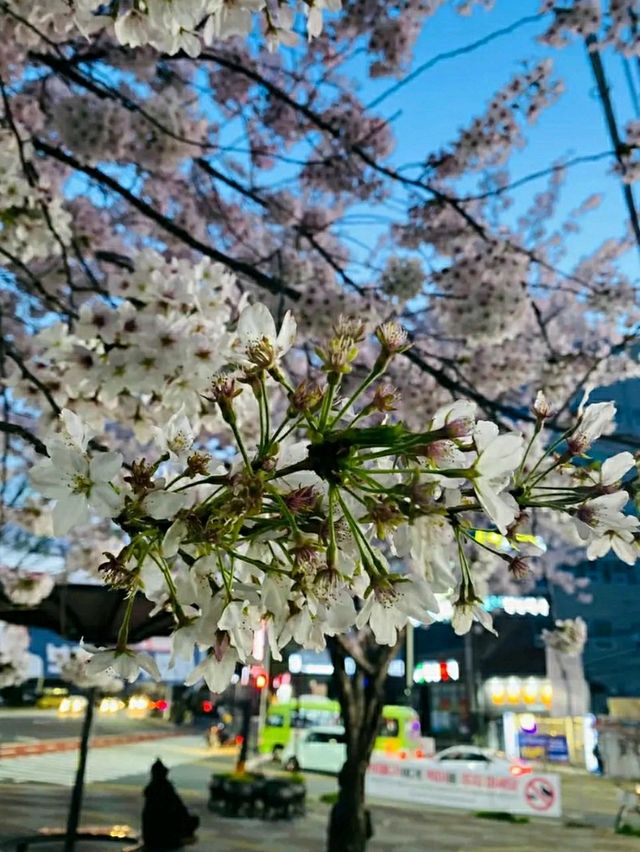 Ulsan in Bloom: A Coastal Cherry Blossom Escape