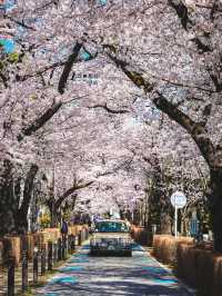 Aoyama Cemetery: Quiet Elegance Beneath the Blossoms