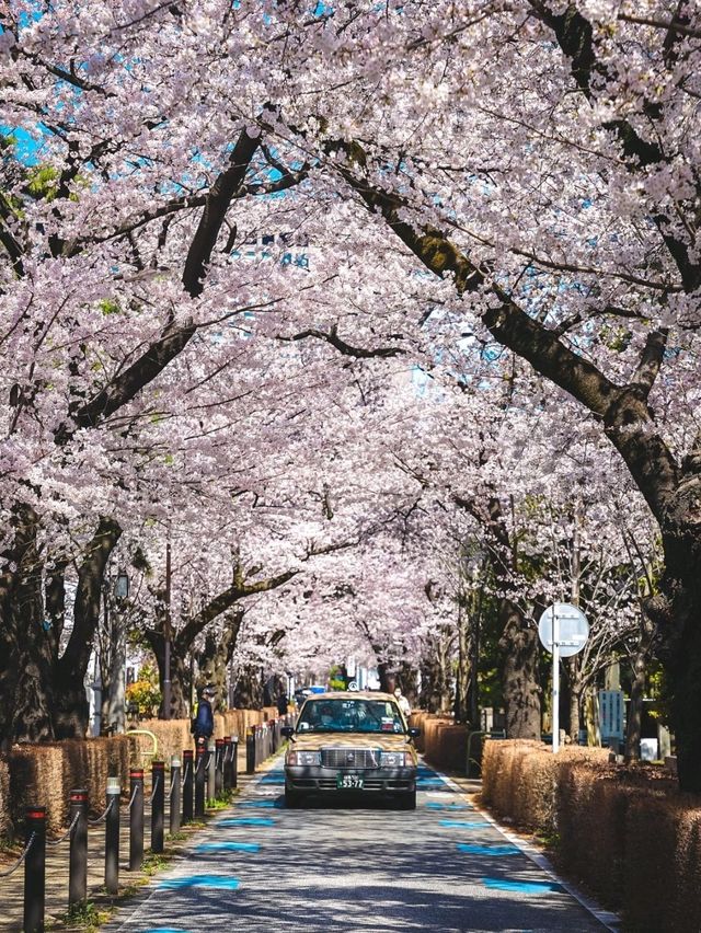 Aoyama Cemetery: Quiet Elegance Beneath the Blossoms