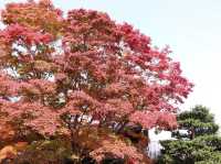 Spring and blossom in Kifune