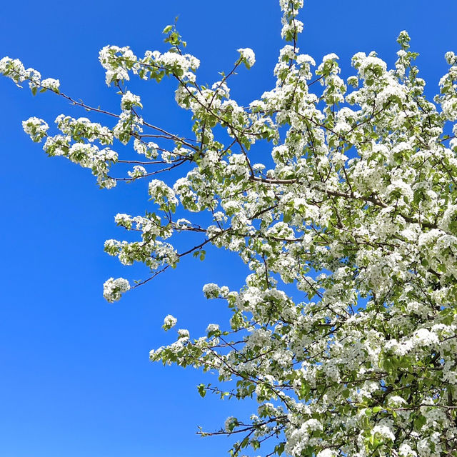 겹벚꽃 명소 각원사 🌸